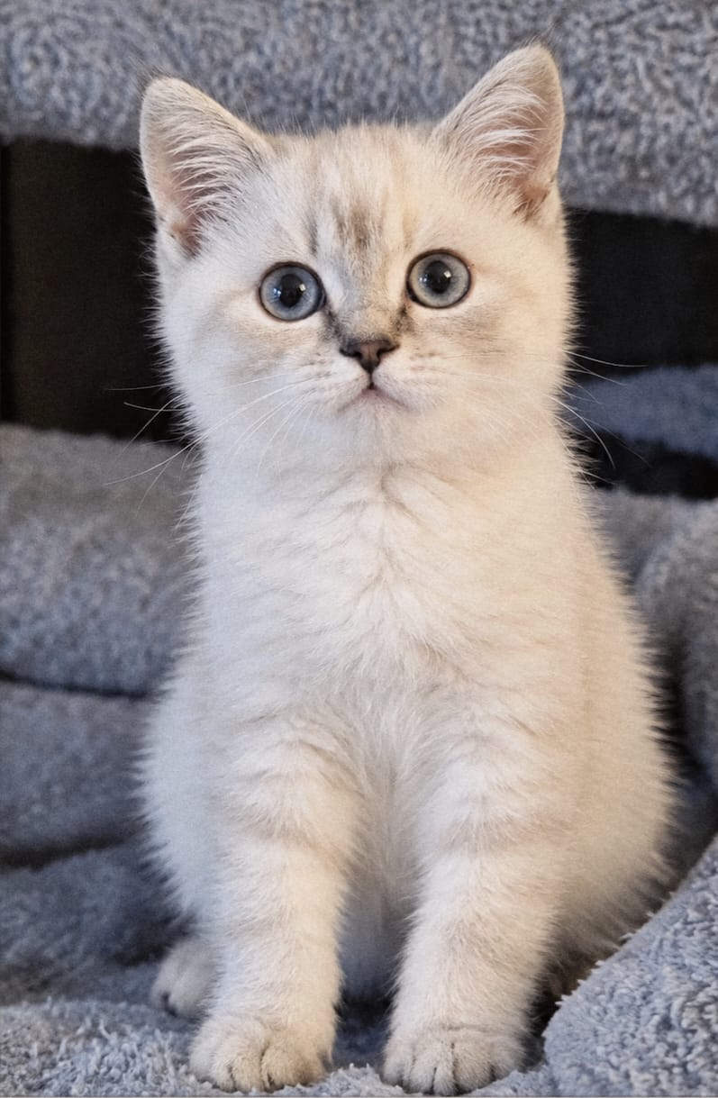 Kitten Image: Kiyomi